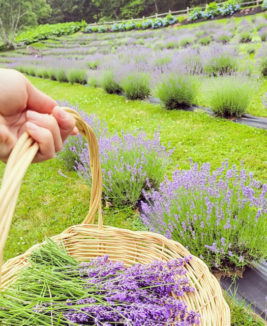 Island Lavender Sachet